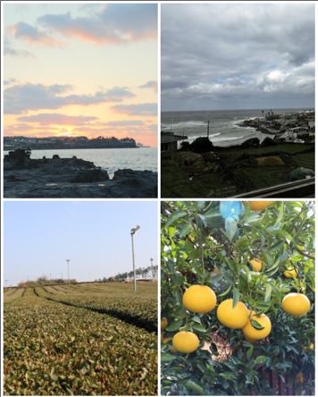 도박 사이트