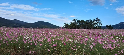 도박 사이트